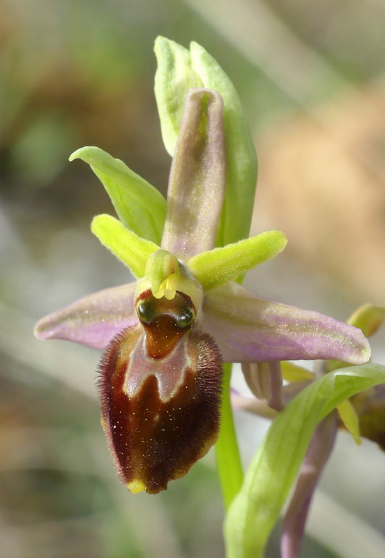 Ophrys exaltata subsp. archipelagi in Abruzzo marzo e aprile 2019